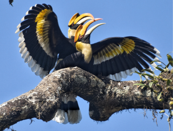 Great Hornbill